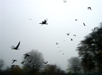 birds in flight