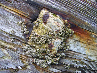 close-up of barnacles on St Ives harbour wall
