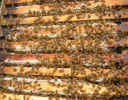 Image: honey bees in hive